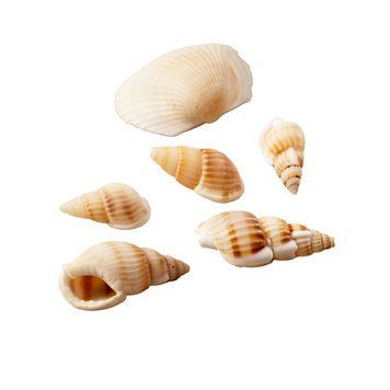 Набор морских ракушек, 1,5-3,5 см, (6 шт.) 554209 фото