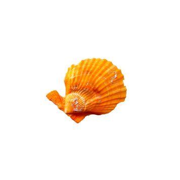 Морской ветеран, гребешок Pecten jacobaeus, 6,4х7,5 см 554210 фото