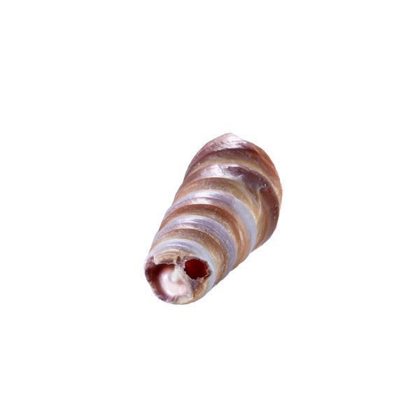 Морський ветеран, баштова черепашка Turritella, 2-5,5 см 554211 фото