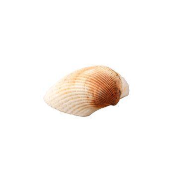 Ракушка Cardiidae, натуральная, 2,1-5,5 см 554201 фото