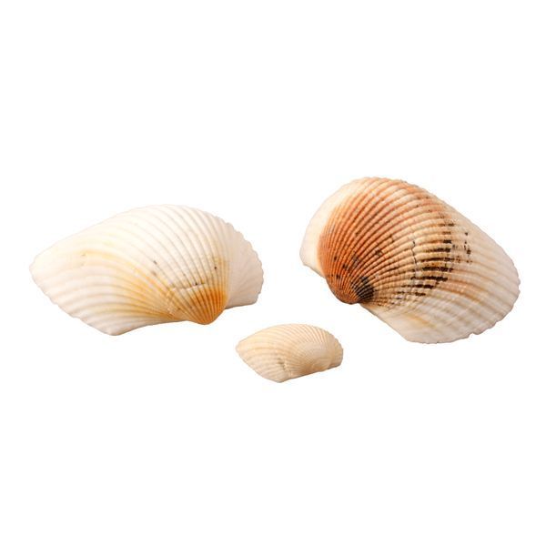 Ракушка Cardiidae, натуральная, 2,1-5,5 см 554201 фото